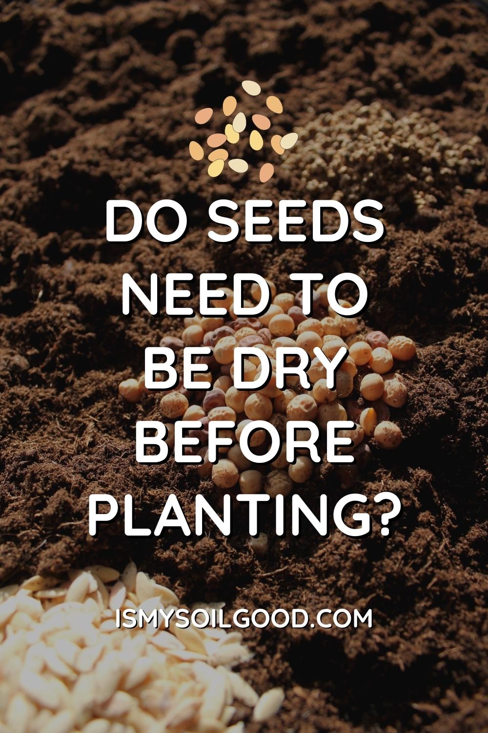 do-seeds-need-to-be-dry-before-planting-and-how-long